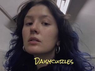 Daisycurles