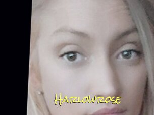 Harlowrose